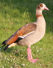 16-Nilgans-075.jpg